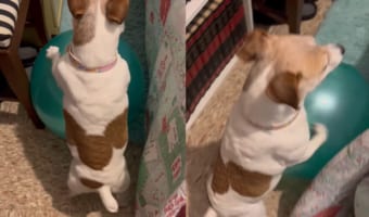 大きなボールで遊びたいジャックラッセルテリア。しまわれていたボールを引っ張り出そうとする姿が、なんだか逆再生を見ているみたい！！