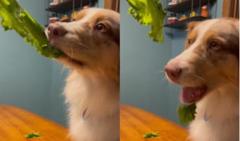 野菜嫌いなオーストラリアン・シェパード。野菜をかじっているように見えますが・・・、引きちぎっているだけで全然食べてくれていません!!