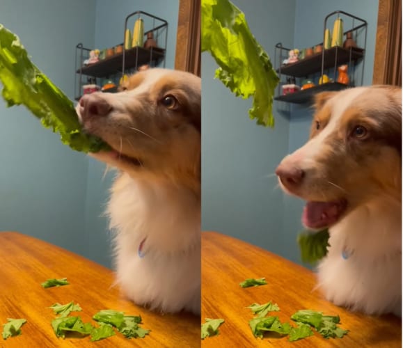 野菜嫌いなオーストラリアン・シェパード。野菜をかじっているように見えますが・・・、引きちぎっているだけで全然食べてくれていません！！