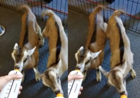 ミルクを必死になって飲む双子の子ヤギ。よほど美味しいのか、元気にピコピコと振るしっぽも止まりません！！