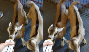 ミルクを必死になって飲む双子の子ヤギ。よほど美味しいのか、元気にピコピコと振るしっぽも止まりません!!