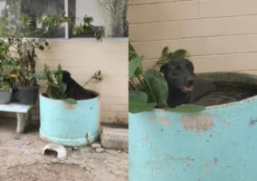 ある暑い日のこと。黒犬は植物用の巨大な水槽に入れば涼めるのでは！と思いついたようです。まるでプールに入っているように過ごしていました