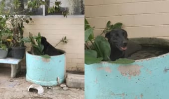 ある暑い日のこと。黒犬は植物用の巨大な水槽に入れば涼めるのでは!と思いついたようです。まるでプールに入っているように過ごしていました