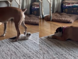 生後9週間の猫の赤ちゃんと遊ぶボクサー犬。君は思っているより体が大きいから、覆いかぶさったら・・・ほら、子猫が枕みたいになっちゃってるよ