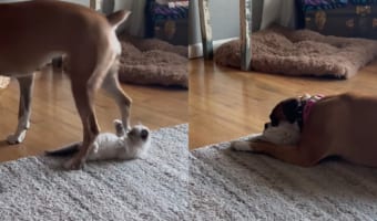 生後9週間の猫の赤ちゃんと遊ぶボクサー犬。君は思っているより体が大きいから、覆いかぶさったら・・・ほら、子猫が枕みたいになっちゃってるよ