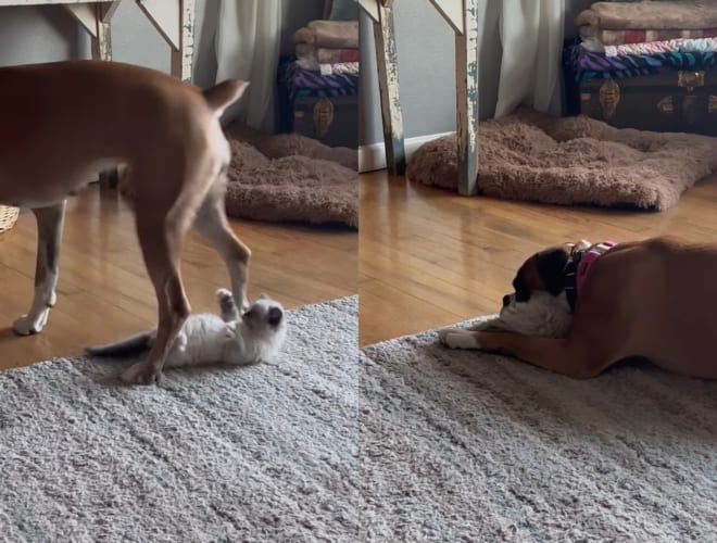 生後9週間の猫の赤ちゃんと遊ぶボクサー犬。君は思っているより体が大きいから、覆いかぶさったら・・・ほら、子猫が枕みたいになっちゃってるよ