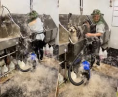 まるで雪が舞っているみたい！冬毛から生え変わりのハスキー犬の毛をブラッシングしていたら辺り一面毛だらけに！！