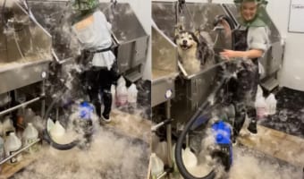 まるで雪が舞っているみたい!冬毛から生え変わりのハスキー犬の毛をブラッシングしていたら辺り一面毛だらけに!!