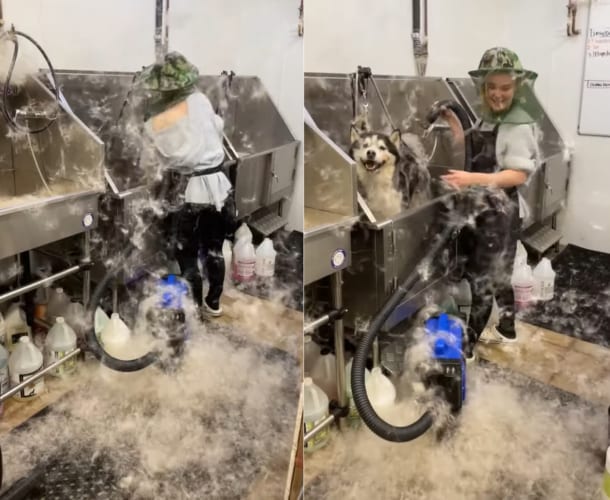 まるで雪が舞っているみたい！冬毛から生え変わりのハスキー犬の毛をブラッシングしていたら辺り一面毛だらけに！！