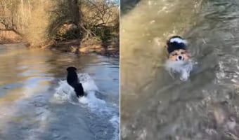 川遊びする犬たち。ラブラドールレトリバーは飼い主さんが投げた木の枝を川の中に取りに行きましたが、コーギーにはちょっと深い場所もあるようです