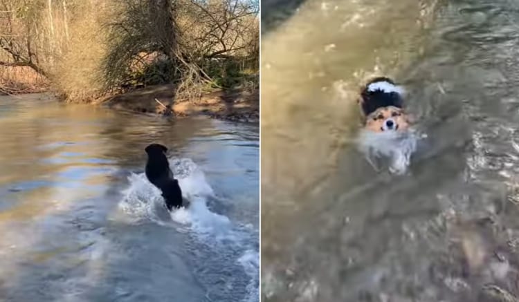 川遊びする犬たち。ラブラドールレトリバーは飼い主さんが投げた木の枝を川の中に取りに行きましたが、コーギーにはちょっと深い場所もあるようです