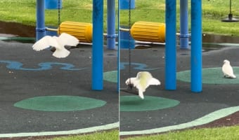 立ち乗りシーソーにはしゃいでいるテンジクバタン。ピョンピョン跳ねたり羽ばたいてシーソーに乗っているその姿は、とても楽しそうです!!