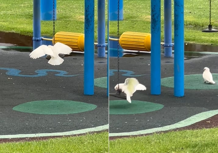 立ち乗りシーソーにはしゃいでいるテンジクバタン。ピョンピョン跳ねたり羽ばたいてシーソーに乗っているその姿は、とても楽しそうです！！