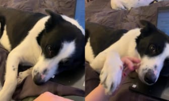 飼い主さんにかまってほしいボーダーコリー。撫でる手を引っ込めたり、仕事に戻ろうだなんて許すつもりはないようで、そっと手を取ってきます