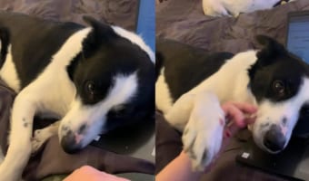 飼い主さんにかまってほしいボーダーコリー。撫でる手を引っ込めたり、仕事に戻ろうだなんて許すつもりはないようで、そっと手を取ってきます