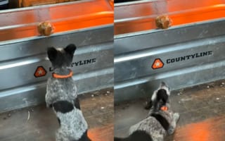 お互いのことが気になっているみたい。オーストラリアン・キャトル・ドッグの子犬とヒナドリがそれぞれの様子をうかがっています