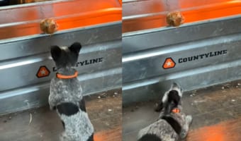お互いのことが気になっているみたい。オーストラリアン・キャトル・ドッグの子犬とヒナドリがそれぞれの様子をうかがっています
