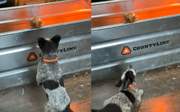 お互いのことが気になっているみたい。オーストラリアン・キャトル・ドッグの子犬とヒナドリがそれぞれの様子をうかがっています