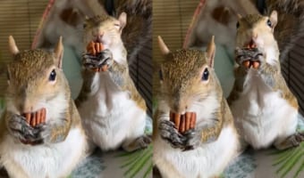 リスたちのおやつタイム！2匹は夢中になってナッツを食べ進んでいきます【ナッツの咀嚼音がASMR的にもいい音です】