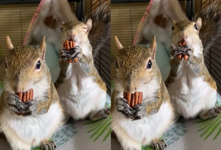 リスたちのおやつタイム！2匹は夢中になってナッツを食べ進んでいきます【ナッツの咀嚼音がASMR的にもいい音です】