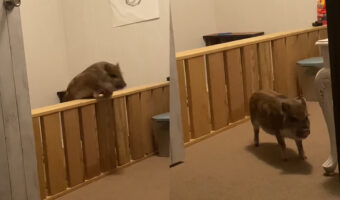 ペットサークルの中にいたくない子豚ちゃん。自分の背の倍ほどの高さがある柵を飛び越えて大脱出！！そのまま自由に向かって走っていきました