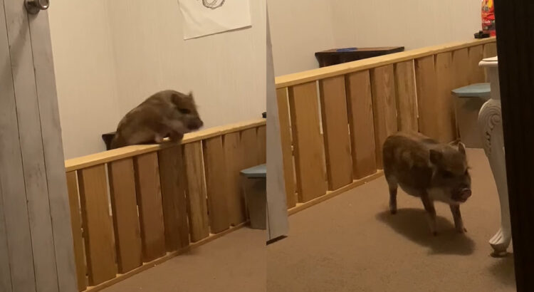 ペットサークルの中にいたくない子豚ちゃん。自分の背の倍ほどの高さがある柵を飛び越えて大脱出！！そのまま自由に向かって走っていきました