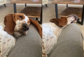 飼い主さんの膝枕でお昼寝中の犬。ところが、滑ってしまい頭が膝枕から落ちてしまい・・・、これは流石に目覚めるかと思われましたが・・・