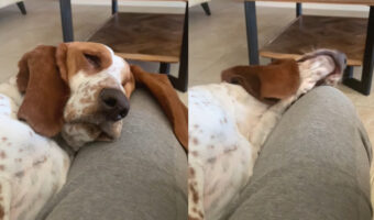 飼い主さんの膝枕でお昼寝中の犬。ところが、滑ってしまい頭が膝枕から落ちてしまい・・・、これは流石に目覚めるかと思われましたが・・・