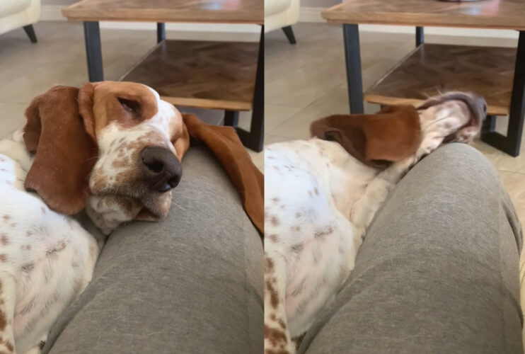 飼い主さんの膝枕でお昼寝中の犬。ところが、滑ってしまい頭が膝枕から落ちてしまい・・・、これは流石に目覚めるかと思われましたが・・・