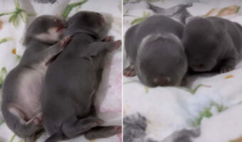 ネザーランドドワーフの赤ちゃんウサギたち。ミルクをたっぷり飲んだのか、仲良く体を並べてぐっすり寝ています