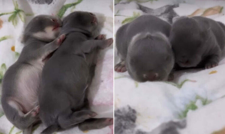 ネザーランドドワーフの赤ちゃんウサギたち。ミルクをたっぷり飲んだのか、仲良く体を並べてぐっすり寝ています