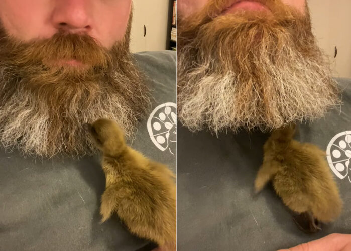 そこはもうひとつの小さな巣だった？男性にすっかり懐いているアヒルのヒナ。この子には特別な『お昼寝スポット』があったのです！！