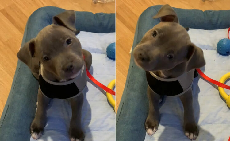 「なに？なんの音？」飼い主さんの吹く口笛の音色を不思議がっているみたい。子犬が右に左にと首をかしげています。その姿がかわいすぎる！！