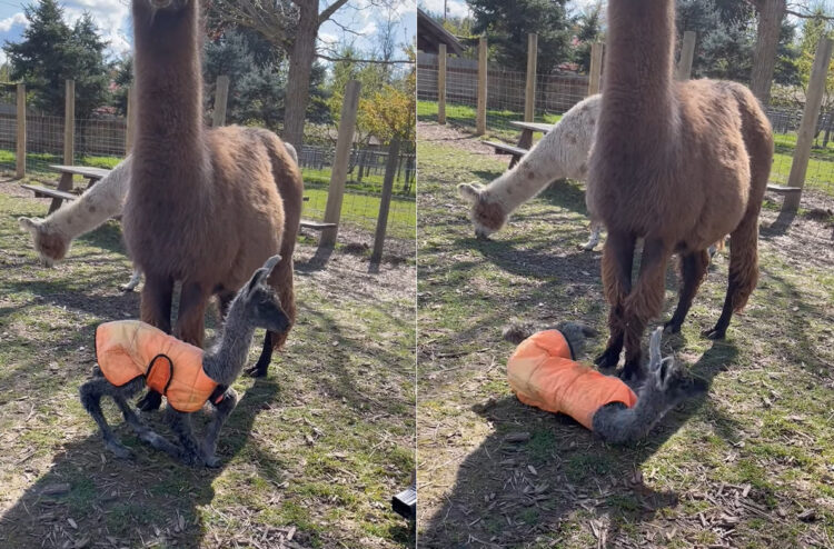 生後わずか4時間のラマがおすわりに挑戦！最後はコテンと倒れてしまいましたが・・・、その長い足を折り曲げることには成功しています！！
