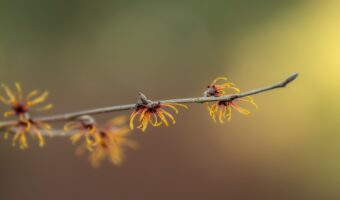 「マンサク」の花言葉は?その名前の由来は?