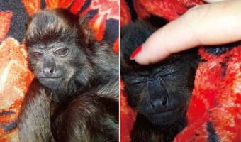 保護されたサルの赤ちゃん。布団をかけてもらっておでこをなでてもらうと・・・、スヤスヤと気持ちよさそうに眠りにつきました