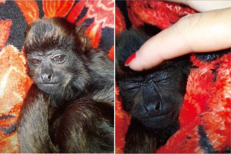 保護されたサルの赤ちゃん。布団をかけてもらっておでこをなでてもらうと・・・、スヤスヤと気持ちよさそうに眠りにつきました
