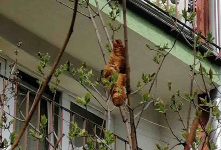 「謎の生物が木の上に！」という通報を受け駆けつけてみると！正体は意外なモノでした！！あなたはこれの正体がわかりますか？