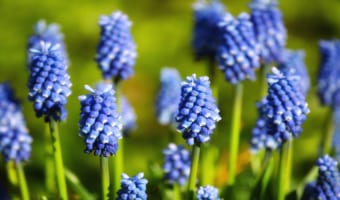 ムスカリの花言葉は?特徴や開花時期や名前の成り立ちを解説