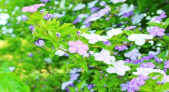 ニオイバンマツリの花言葉は？開花時期や原産や名前の成り立ち