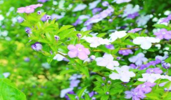 ニオイバンマツリの花言葉は？開花時期や原産や名前の成り立ち