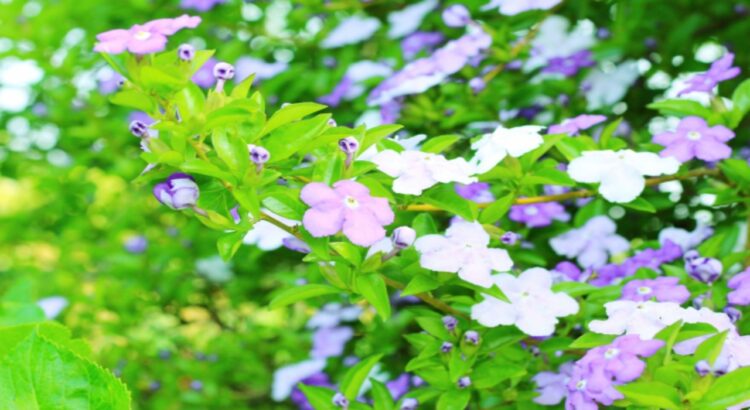 ニオイバンマツリの花言葉は？開花時期や原産や名前の成り立ち