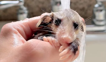 保護されたオポッサムの赤ちゃんのシャワータイム。大きなまんまるおめめをウルウルさせて、されるがままになっています