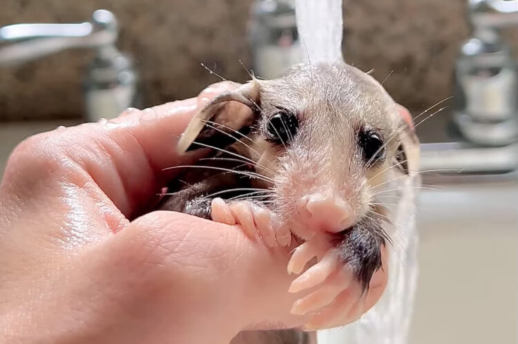 保護されたオポッサムの赤ちゃんのシャワータイム。大きなまんまるおめめをウルウルさせて、されるがままになっています