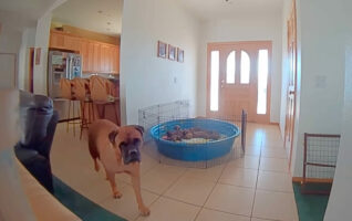 愛犬との会話は成立する？ペットカメラの機能を使って、「子犬たちがお腹を空かせているよ」と伝えると・・、愛犬は驚きの行動を取りました！！