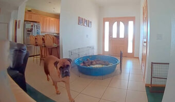愛犬との会話は成立する?ペットカメラの機能を使って、「子犬たちがお腹を空かせているよ」と伝えると・・、愛犬は驚きの行動を取りました!!