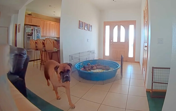 愛犬との会話は成立する？ペットカメラの機能を使って、「子犬たちがお腹を空かせているよ」と伝えると・・、愛犬は驚きの行動を取りました！！