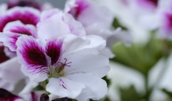 ペラルゴニウムとはどんな花?ゼラニウムとの違いや花言葉は?