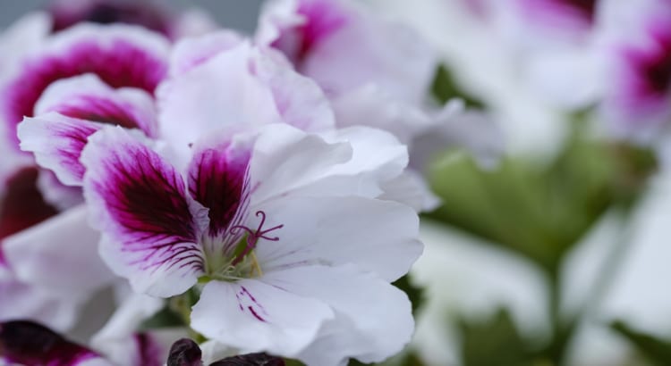 ペラルゴニウムとはどんな花？ゼラニウムとの違いや花言葉は？