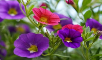 園芸種としても人気のペチュニアの花言葉は?その名前の由来は違う植物にあった!